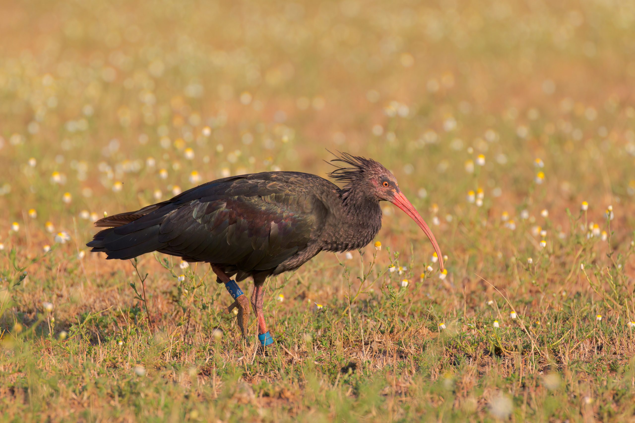 Ibis Eremita - Foto 1