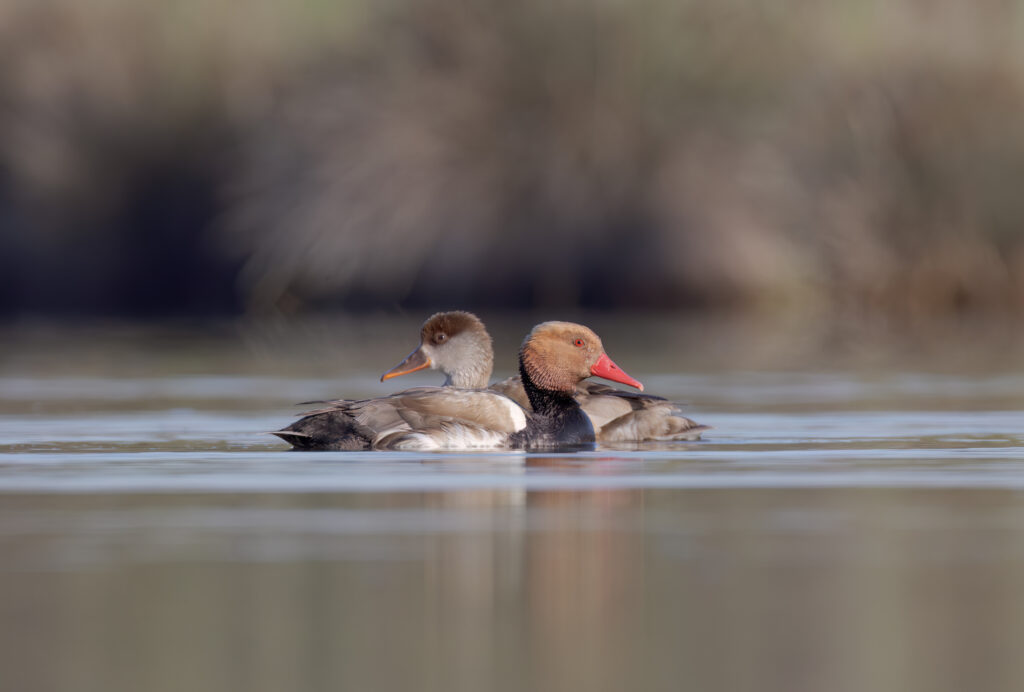 Fotografia naturalistica di Marco Maggini - Fistione Turco Foto 1